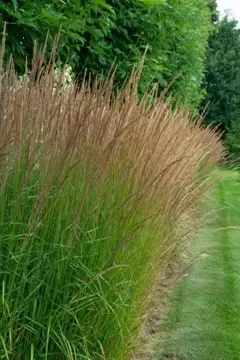 Molinia caerulea 'Moorhexe'