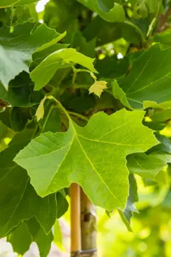 Platanus hispanica Dakplataan - afbeelding 2