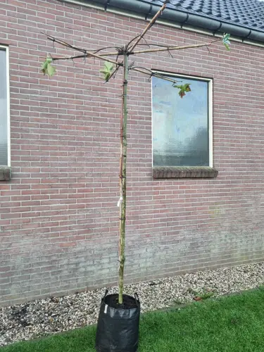 Platanus hispanica Dakplataan - afbeelding 1