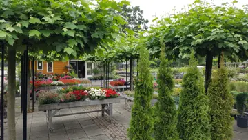 Platanus hispanica Dakplataan - afbeelding 3