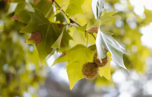 Platanus x hispanica Plataan - afbeelding 1