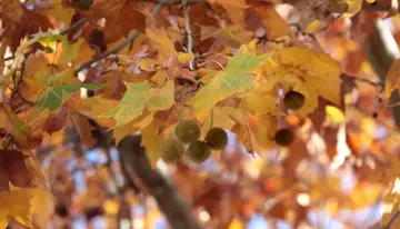 Platanus x hispanica Plataan - afbeelding 2