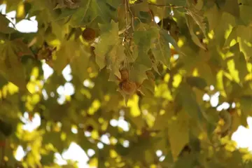 Platanus x hispanica Plataan - afbeelding 3