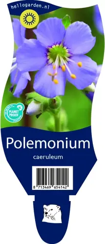 Polemonium caeruleum