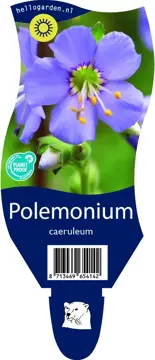 Polemonium caeruleum