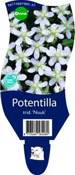 Potentilla trid. 'Nuuk'