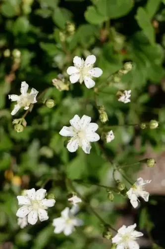 Potentilla tridentata 'Nuuk'