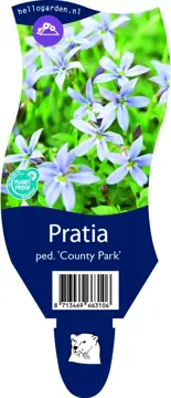 Pratia ped. 'County Park'