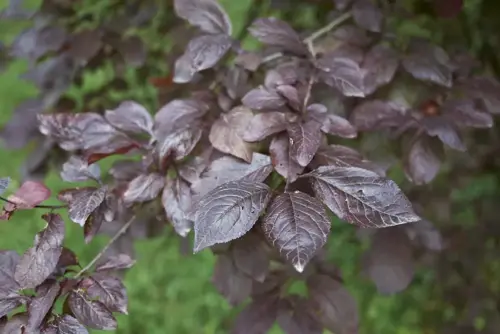 Prunus cerasifera 'Nigra' Kerspruim - afbeelding 3