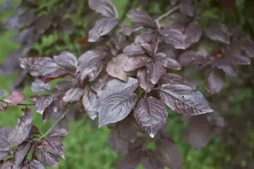 Prunus cerasifera 'Nigra' Kerspruim - afbeelding 3