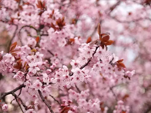 Prunus cerasifera 'Nigra' Kerspruim - afbeelding 4