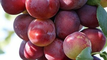 Prunus dom. Opal halfstam - afbeelding 2