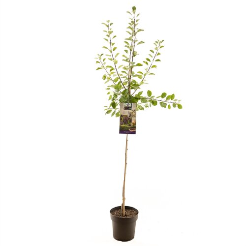 Prunus dom. Opal halfstam - afbeelding 1