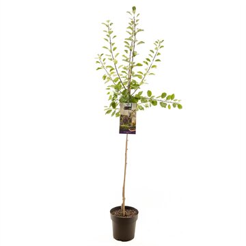 Prunus dom. Opal halfstam - afbeelding 1