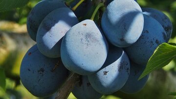 Prunus dom. Stanley halfstam - afbeelding 2