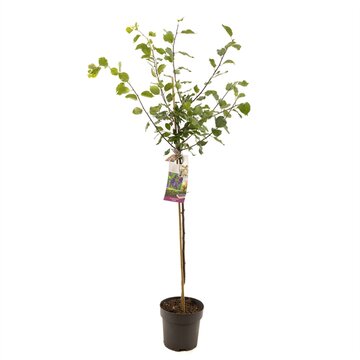 Prunus dom. Stanley halfstam - afbeelding 1