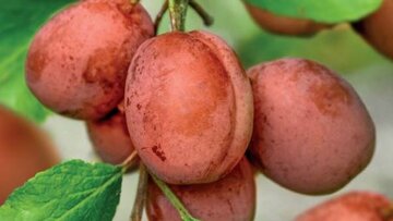 Prunus dom. Victoria halfstam - afbeelding 2