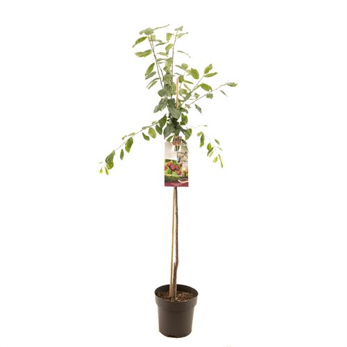 Prunus dom. Victoria halfstam - afbeelding 1