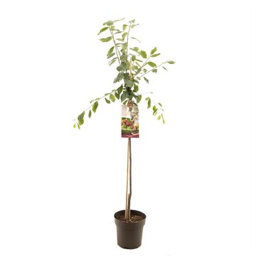 Prunus dom. Victoria halfstam - afbeelding 1