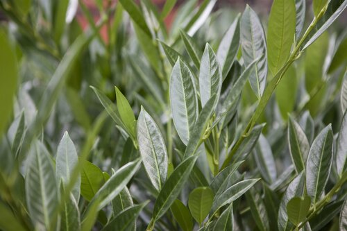 Prunus laur. Rotundifolia 80-100cm Kluitgoed - afbeelding 1