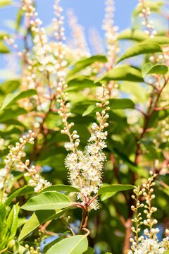 Prunus lus. Angustifolia 100-120cm Kluitgoed - afbeelding 2