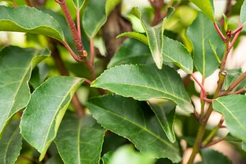 Prunus lus. Angustifolia 140-160cm Kluitgoed - afbeelding 1
