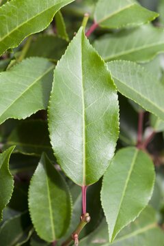 Prunus lus. 'Brenelia' Leivorm 10-12 - afbeelding 1