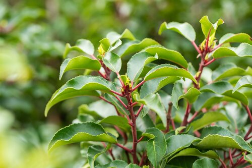 Prunus lus. 'Brenelia' Leivorm - afbeelding 2
