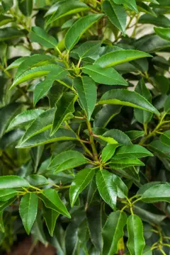 Prunus lusitanica 'Angustifolia' 60-80 cm. kluit - afbeelding 3