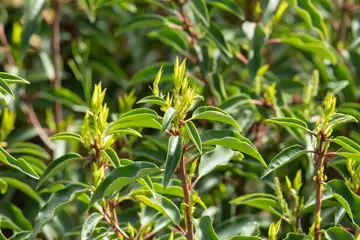 Prunus lusitanica 'Angustifolia' 60-80 cm. kluit - afbeelding 3