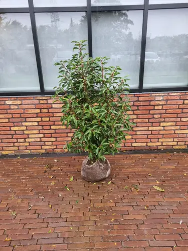 Prunus lusitanica 'Angustifolia' 60-80 cm. kluit - afbeelding 2