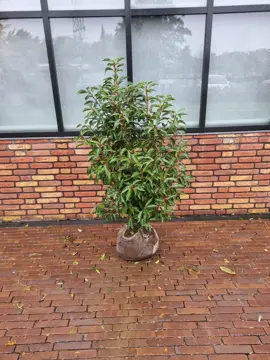 Prunus lusitanica 'Angustifolia' 60-80 cm. kluit - afbeelding 2