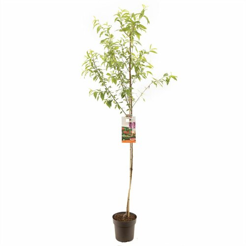 Prunus persica Perzik halfstam