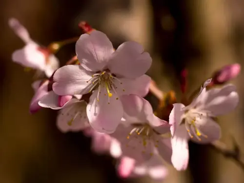 Prunus serrulata 'Amanogawa' Sierkers - afbeelding 1