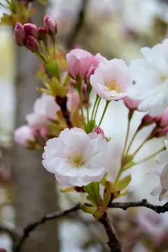 Prunus serrulata 'Amanogawa' Sierkers - afbeelding 3