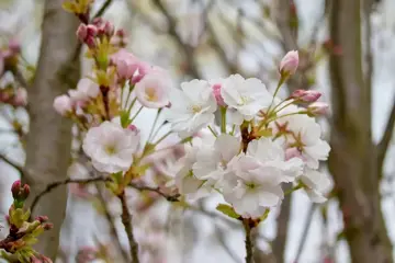 Prunus serrulata 'Amanogawa' Sierkers - afbeelding 2