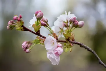 Prunus serrulata 'Amanogawa' Sierkers - afbeelding 4