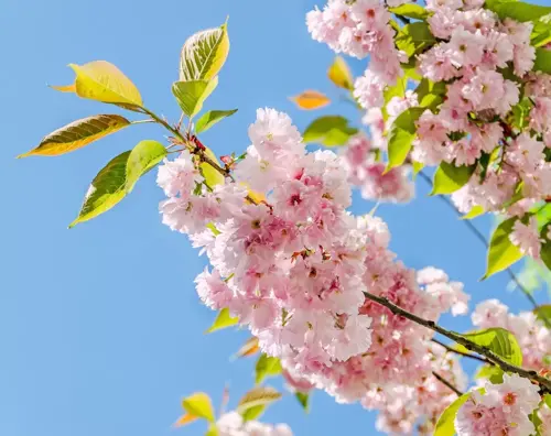 Prunus serrulata 'Kanzan' Sierkers - afbeelding 1