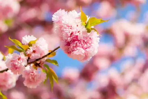 Prunus serrulata 'Kanzan' Sierkers - afbeelding 3