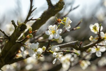 Prunus Spinosa 60 - 100cm