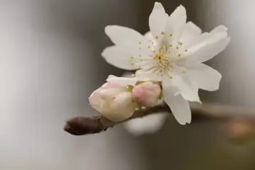 Prunus subhirtella 'Autumnalis' Sierkers