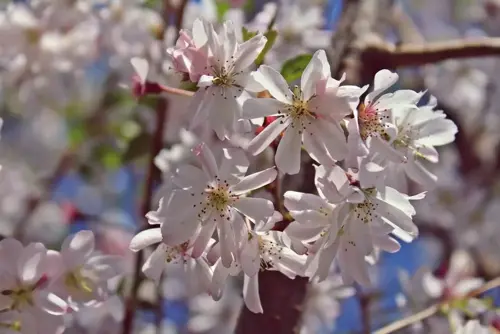 Prunus subhirtella 'Autumnalis Rosea' Sierkers - afbeelding 1