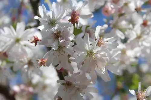 Prunus subhirtella 'Autumnalis Rosea' Sierkers - afbeelding 2