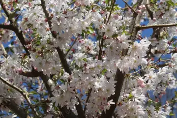 Prunus subhirtella 'Autumnalis Rosea' Sierkers - afbeelding 3