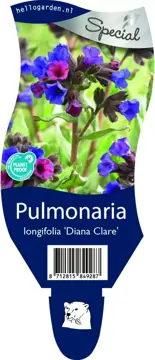 Pulmonaria longifolia 'Diana Clare'