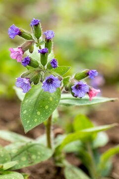 Pulmonaria Mrs. Moon - afbeelding 1