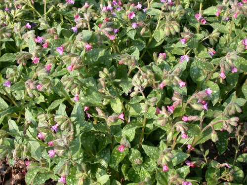 Pulmonaria Mrs. Moon - afbeelding 2