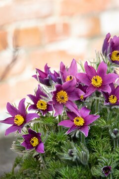 Pulsatilla vulgaris - afbeelding 2