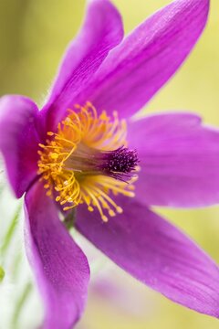Pulsatilla vulgaris - afbeelding 1