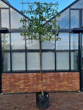 Pyrus Cal. 'Chanticleer' Leivorm 10-12 - afbeelding 1